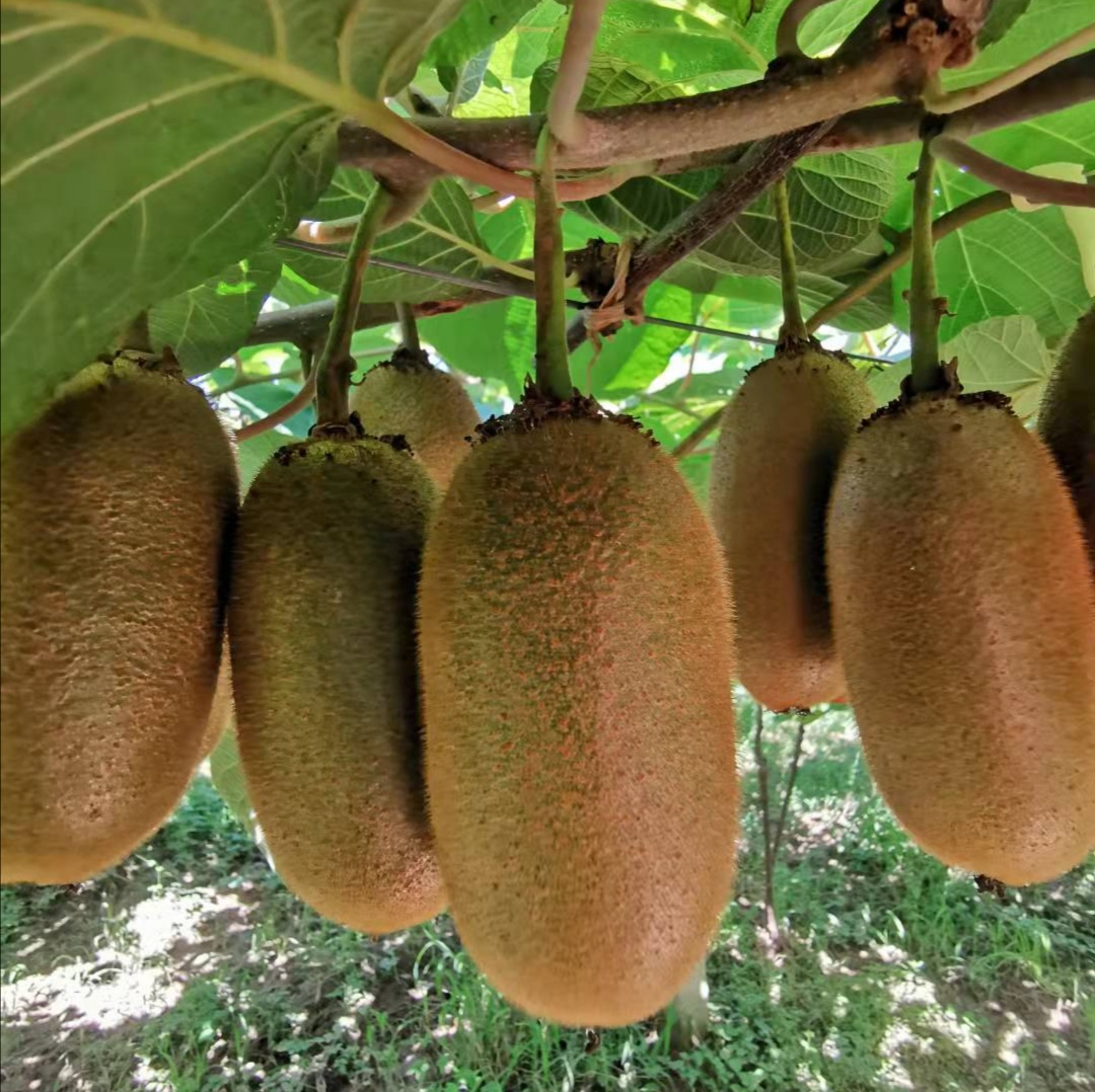 【眉县弥醉猕猴桃】顺丰/京东到家 放软吃 香甜多汁 长猕猴桃 果肉香甜细腻 皮薄肉厚 来自太白山脚下的自然美味 露天种植  3种规格任选