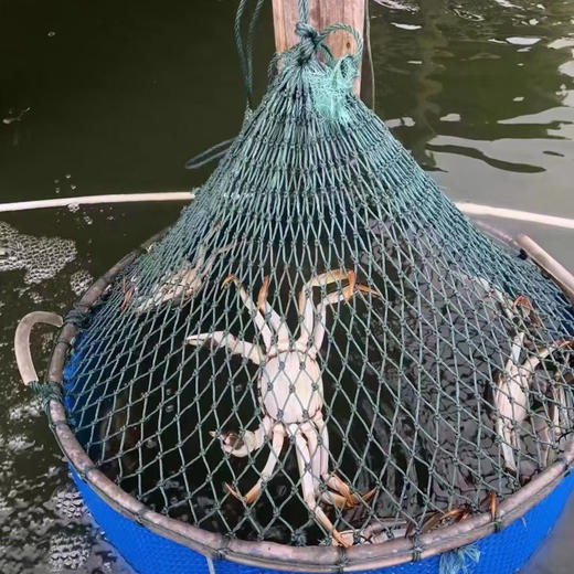 蟹卡 | 阳澄湖大闸蟹 | 公3.5两4只/母2.5两4只 |礼券 商品图8