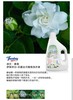 （箱/6瓶）Thombay 涂贝 伊丽莎白抗菌去污香氛洗衣液【BN】 商品缩略图0