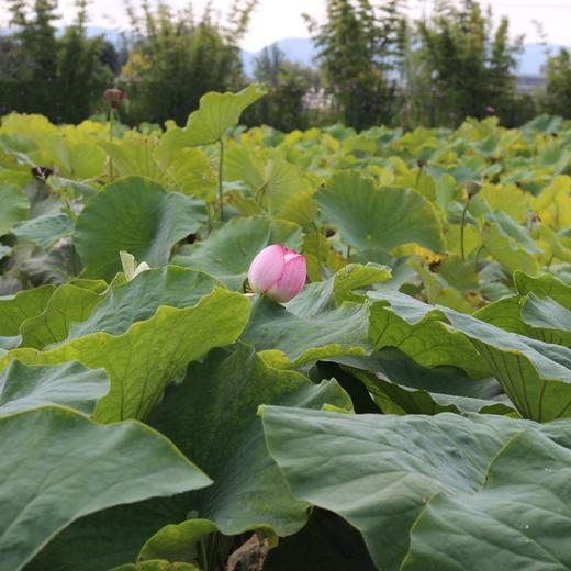 云南八孔红花藕粉 200g*2盒/3盒 商品图10