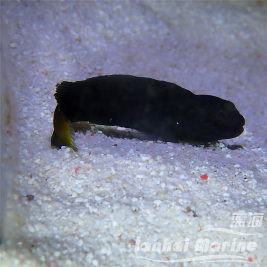 黄尾虾虎 商品图6