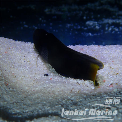 黄尾虾虎 商品图3