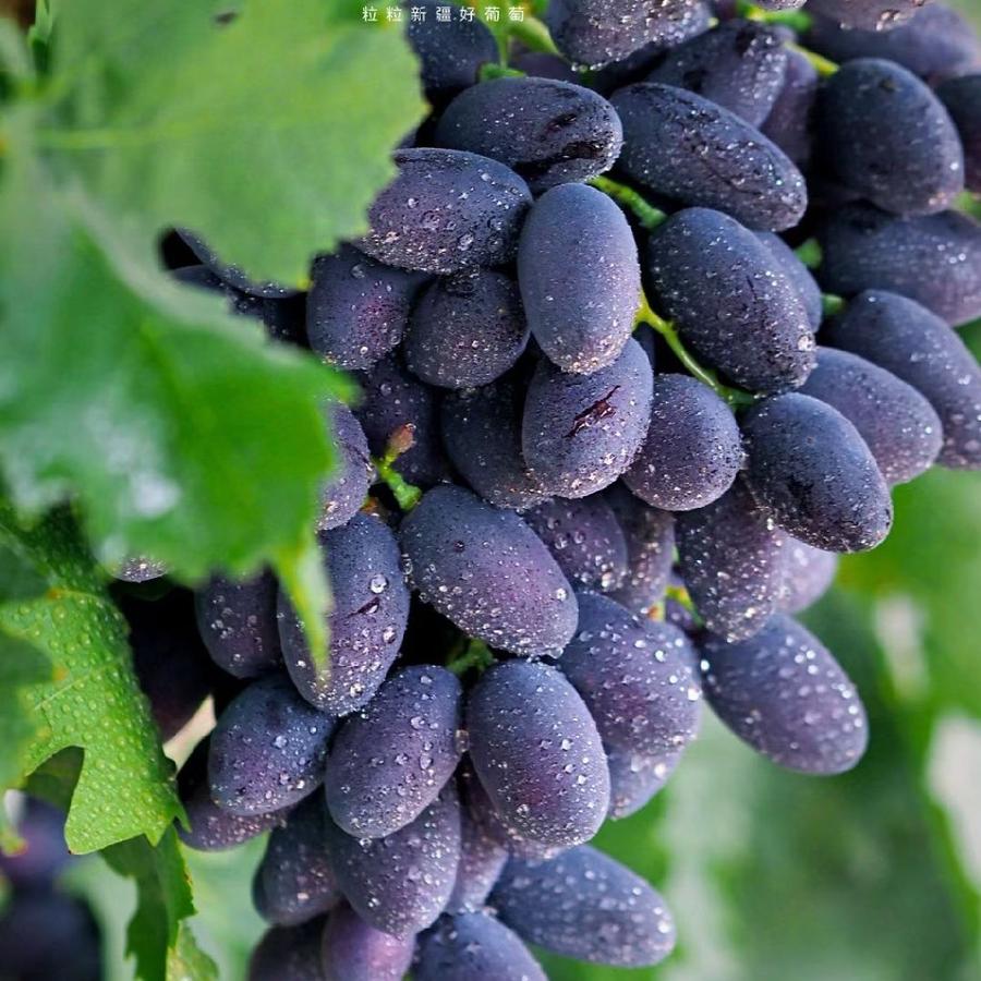 新疆61伊犁 蓝宝石黑美人葡萄 4斤装