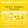 【甄优道·好玉米】200g*8个    小时候妈妈水煮玉米的鲜香~多久没有吃到了 商品缩略图7