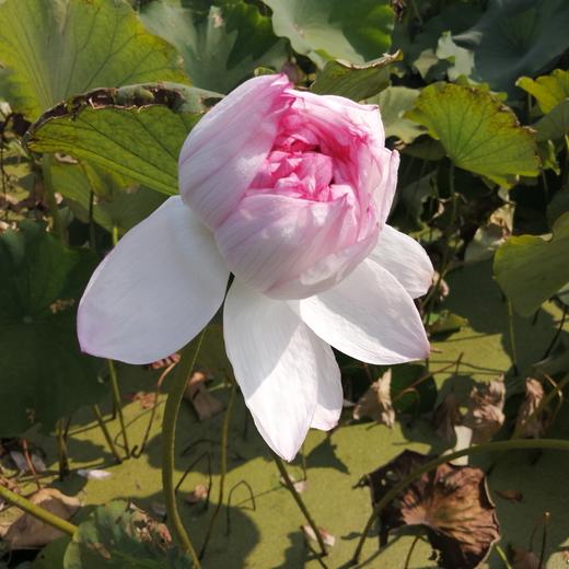 丨生态丨雪莲藕  莲藕 南斯拉夫雪藕，酵素种植，无农残，山地基地直发 商品图8