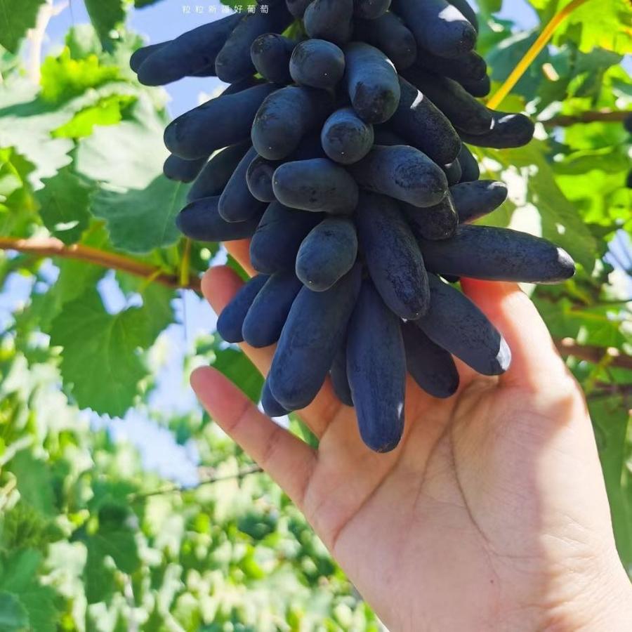 新疆61伊犁 蓝宝石黑美人葡萄 4斤装