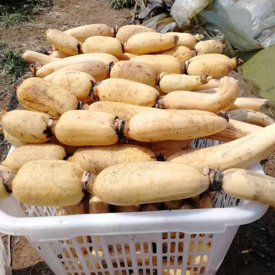 丨生态丨雪莲藕  莲藕 南斯拉夫雪藕，酵素种植，无农残，山地基地直发