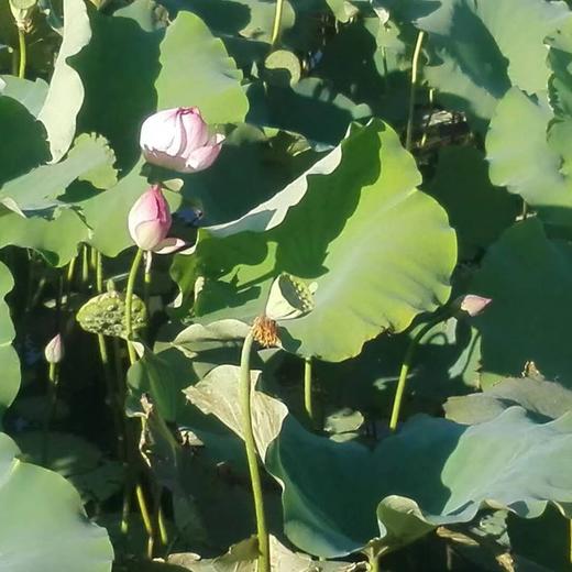 丨生态丨雪莲藕  莲藕 南斯拉夫雪藕，酵素种植，无农残，山地基地直发 商品图9