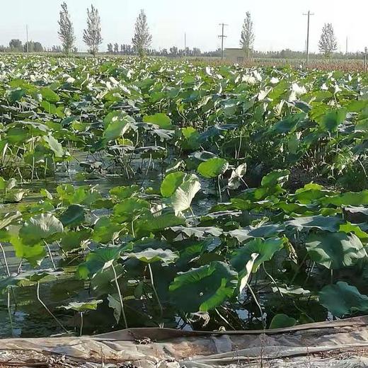 丨生态丨雪莲藕  莲藕 南斯拉夫雪藕，酵素种植，无农残，山地基地直发 商品图10