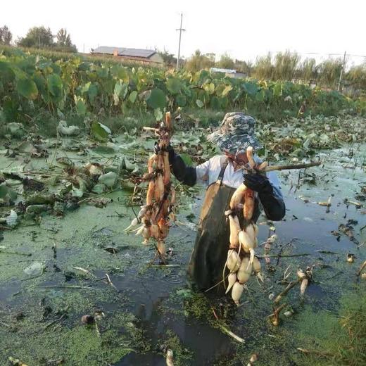 丨生态丨雪莲藕  莲藕 南斯拉夫雪藕，酵素种植，无农残，山地基地直发 商品图7