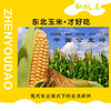 【甄优道·好玉米】200g*8个    小时候妈妈水煮玉米的鲜香~多久没有吃到了 商品缩略图2
