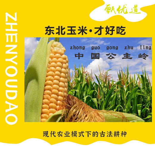 【甄优道·好玉米】200g*8个    小时候妈妈水煮玉米的鲜香~多久没有吃到了 商品图2