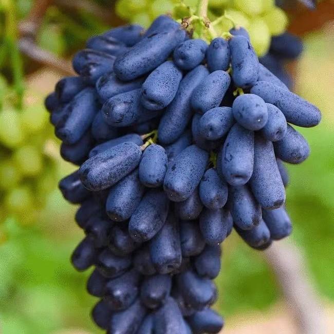 新疆61伊犁 蓝宝石黑美人葡萄 4斤装