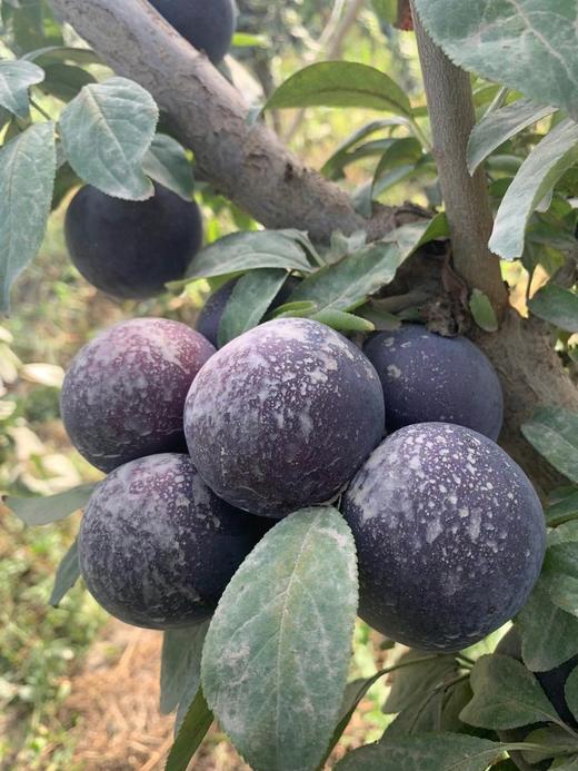 【顺丰直达】新疆恐龙蛋（杏李）【促进消化，清肝利水，降压、导泻、镇咳】 商品图2