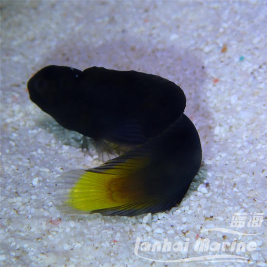 黄尾虾虎 商品图1