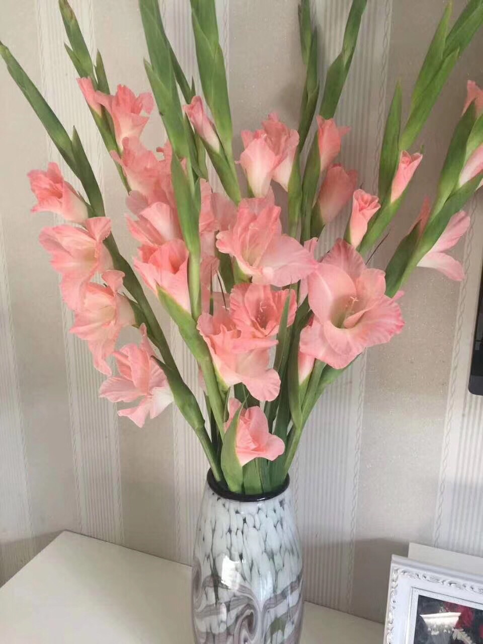 9元起/10支(粉色剑兰)中通空运全国大部分地区可以下单包邮