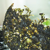CY-霞浦海洋紫菜50gx3 商品缩略图5