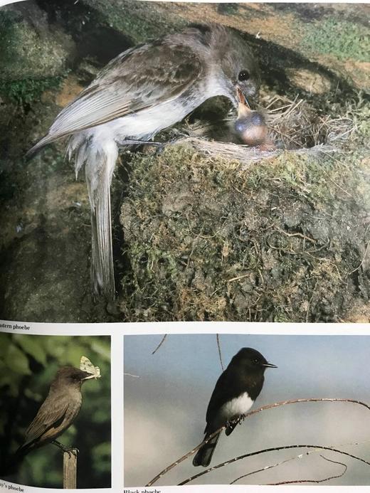 奥杜邦协会北美鸟类图鉴 1675幅插图 精装16开 商品图8