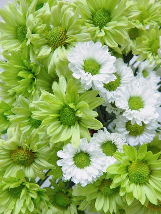 菊次郎的夏天【这年夏天，风遇见云，萤火虫遇见星光，我遇见你】简小姐精选清新双色小雏菊 菊次郎的夏天 2件包邮 下单7天内发货 商品图7