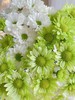 菊次郎的夏天【这年夏天，风遇见云，萤火虫遇见星光，我遇见你】简小姐精选清新双色小雏菊 菊次郎的夏天 2件包邮 下单7天内发货 商品缩略图4