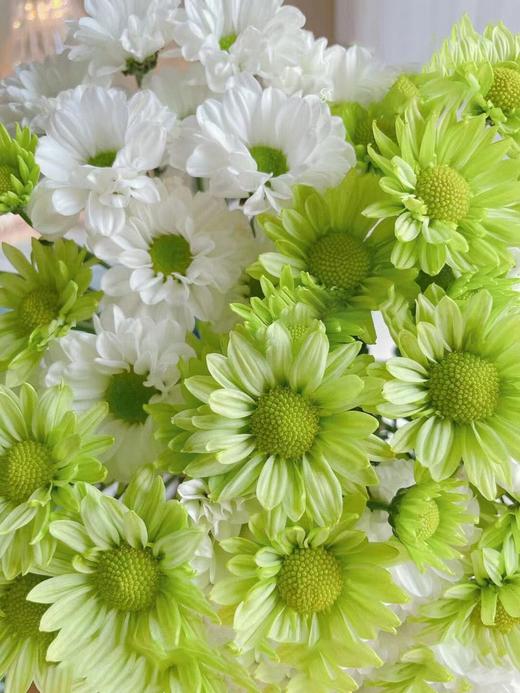 菊次郎的夏天【这年夏天，风遇见云，萤火虫遇见星光，我遇见你】简小姐精选清新双色小雏菊 菊次郎的夏天 2件包邮 下单7天内发货 商品图4