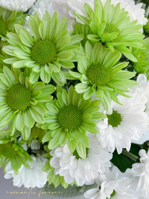 菊次郎的夏天【这年夏天，风遇见云，萤火虫遇见星光，我遇见你】简小姐精选清新双色小雏菊 菊次郎的夏天 2件包邮 下单7天内发货 商品图1