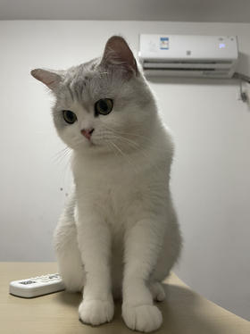 康小米极速下单测试