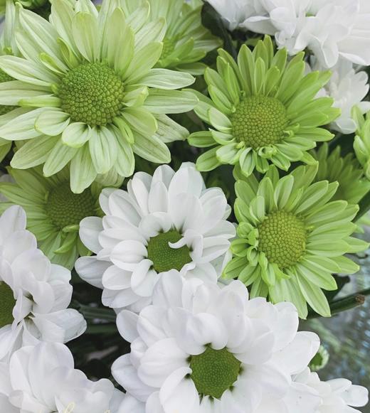 菊次郎的夏天【这年夏天，风遇见云，萤火虫遇见星光，我遇见你】简小姐精选清新双色小雏菊 菊次郎的夏天 2件包邮 下单7天内发货 商品图5