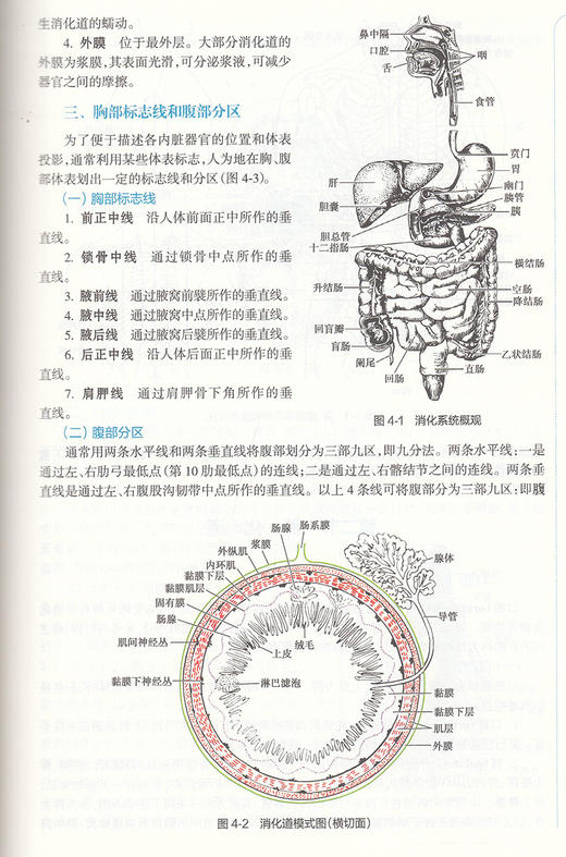 解剖生理学 第3三版 第四轮卫健委十四五规划教材 全国高等中医药教育教材 供中药学药学等专业用 邵水金 朱大诚 编 9787117316330 商品图4