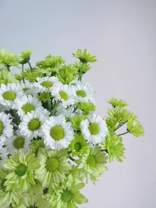 菊次郎的夏天【这年夏天，风遇见云，萤火虫遇见星光，我遇见你】简小姐精选清新双色小雏菊 菊次郎的夏天 2件包邮 下单7天内发货 商品图6