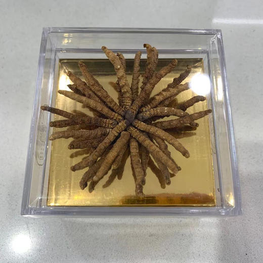 胡庆余堂 冬虫夏草5g特选 商品图1