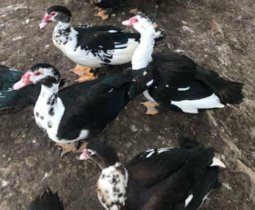 洋鸭  4.2kg-4.5kg/只（活鸭重量）（今日预定，明日送达，预定商品无品质问题，不退货不换货不退款。砍小请备注）