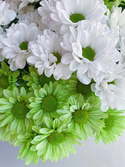 菊次郎的夏天【这年夏天，风遇见云，萤火虫遇见星光，我遇见你】简小姐精选清新双色小雏菊 菊次郎的夏天 2件包邮 下单7天内发货 商品图3