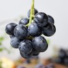 生态巨峰葡萄（珠海以外，货损不售后） | 合作生产*Organic Kyoho grapes | Coproduction 商品缩略图1