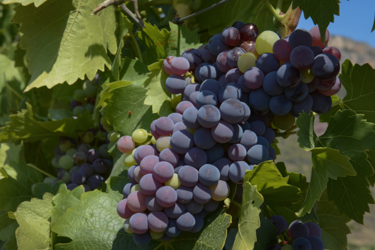 西班牙桃乐丝公牛血干红葡萄酒 torres sangre de toro 375ml - 上海