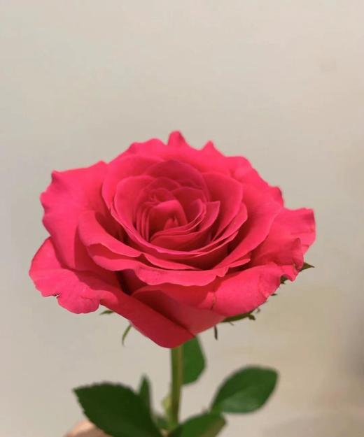 【昆明玫瑰】高胜（高盛）  20枝/扎  A级 商品图1