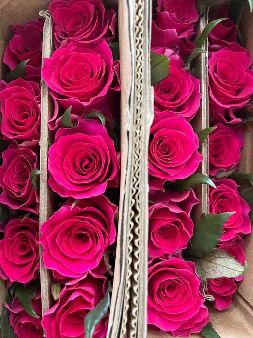 【百利信玫瑰】高胜 10枝/扎 - 南粤floever鲜花量贩