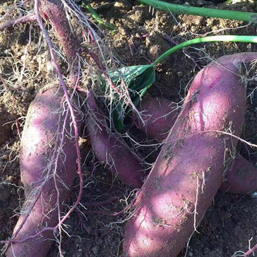 紫罗兰紫薯、紫薯中的佼佼者、蕞好吃的紫薯、粉甜到你惊讶！ 商品图4
