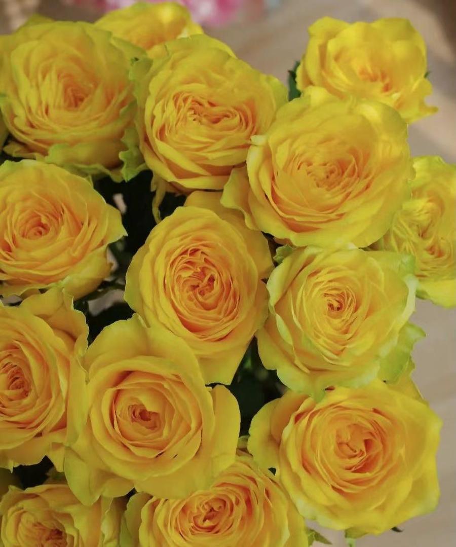 【限量福利】昆明玫瑰 月光漫步 20支/扎 bc级