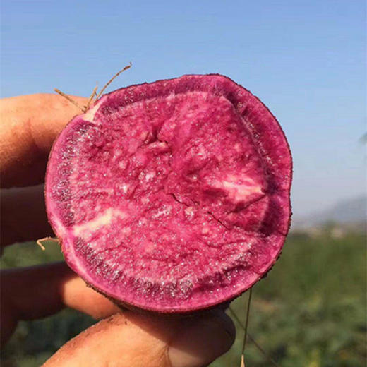紫罗兰紫薯、紫薯中的佼佼者、蕞好吃的紫薯、粉甜到你惊讶！ 商品图2