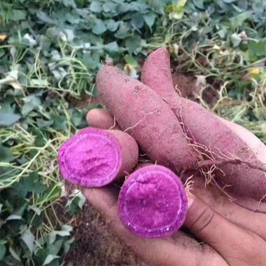 紫罗兰紫薯、紫薯中的佼佼者、蕞好吃的紫薯、粉甜到你惊讶！ 商品图3