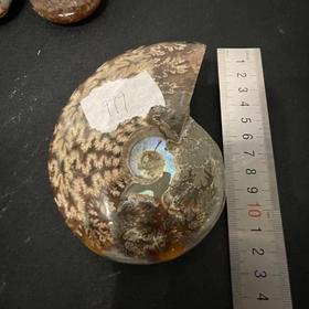 BehringWorld贝林自然世界 玉化菊石（化石）