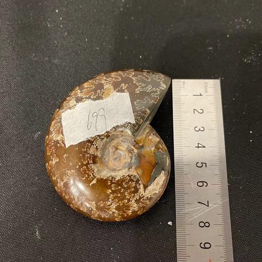 BehringWorld贝林自然世界 玉化菊石（化石） 商品图2