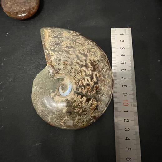 BehringWorld贝林自然世界 玉化菊石（化石） 商品图1