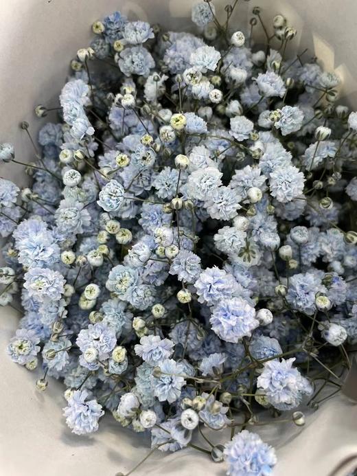 【国产高品质】 星花/满天星 多色可选 约500克/大扎 商品图12