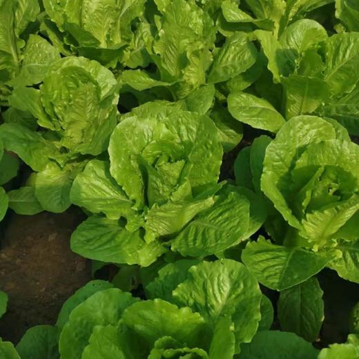 【5件包邮】酵素农法蔬菜丨5件起包邮（卓园） 商品图1