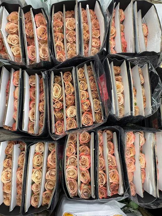 【拍市玫瑰】卡布奇诺 单头 10枝/扎  约60公分 商品图5