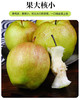 脆甜香梨梨享生活5斤礼盒 商品缩略图6
