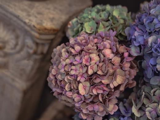 【周四团购】单枝秋绣球39.8元 2人拼团 商品图3