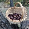 【清净栗园鲜板栗】10年生态种植｜无任何化肥和农药，自然成熟 商品缩略图3